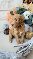 Blue, a male Golden Mountain Doodle for sale in Leander, TX – 3 of 7