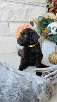 Yellow, a female Golden Mountain Doodle for sale in Leander, TX – 4 of 9