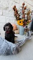 Red, a male Golden Mountain Doodle for sale in Leander, TX – 9 of 10