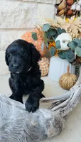 White, a male Golden Mountain Doodle for sale in Leander, TX – 8 of 9