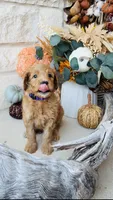 Purple, a female Golden Mountain Doodle for sale in Leander, TX – 6 of 10