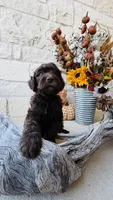 Red, a male Golden Mountain Doodle for sale in Leander, TX – 1 of 10