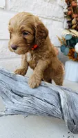 Orange, a male Golden Mountain Doodle for sale in Leander, TX – 8 of 9