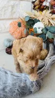 Gray, a male Golden Mountain Doodle for sale in Leander, TX – 2 of 6