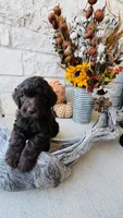 Red, a male Golden Mountain Doodle for sale in Leander, TX – 8 of 10