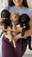 Hot Pink, a female Golden Mountain Doodle for sale in Leander, TX – 8 of 9