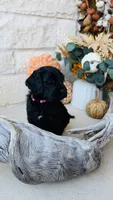 Light Pink, a female Golden Mountain Doodle for sale in Leander, TX – 6 of 10