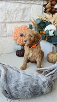 Orange, a male Golden Mountain Doodle for sale in Leander, TX – 3 of 9