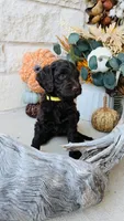 Yellow, a female Golden Mountain Doodle for sale in Leander, TX – 8 of 9