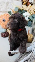 Red, a male Golden Mountain Doodle for sale in Leander, TX – 2 of 10