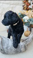White, a male Golden Mountain Doodle for sale in Leander, TX – 4 of 9