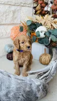 Purple, a female Golden Mountain Doodle for sale in Leander, TX – 10 of 10