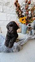Red, a male Golden Mountain Doodle for sale in Leander, TX – 7 of 10