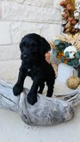 Light Pink, a female Golden Mountain Doodle for sale in Leander, TX – 2 of 10