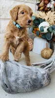 Blue, a male Golden Mountain Doodle for sale in Leander, TX – 4 of 7
