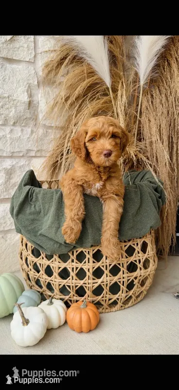 Orange – Golden Mountain Doodle puppy for sale in Leander, TX