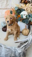 Gray, a male Golden Mountain Doodle for sale in Leander, TX – 1 of 6