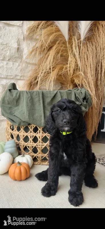 Yellow Green – Golden Mountain Doodle puppy for sale in Leander, TX