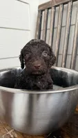 Yellow, a female Golden Mountain Doodle for sale in Leander, TX – 9 of 9