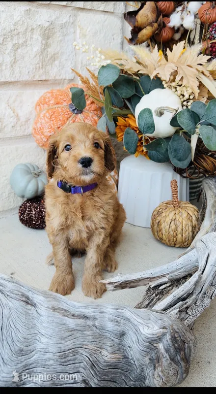 Purple – Golden Mountain Doodle puppy for sale in Leander, TX