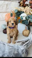 Purple, a female Golden Mountain Doodle for sale in Leander, TX – 1 of 10