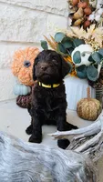 Yellow, a female Golden Mountain Doodle for sale in Leander, TX – 1 of 9