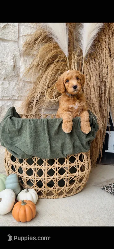 Gray – Golden Mountain Doodle puppy for sale in Leander, TX