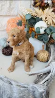 Gray, a male Golden Mountain Doodle for sale in Leander, TX – 4 of 6