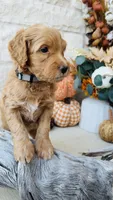 Gray, a male Golden Mountain Doodle for sale in Leander, TX – 3 of 6
