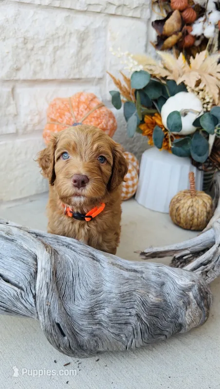 Orange – Golden Mountain Doodle puppy for sale in Leander, TX