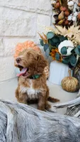 Green, a male Golden Mountain Doodle for sale in Leander, TX – 7 of 10
