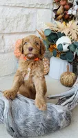 Orange, a male Golden Mountain Doodle for sale in Leander, TX – 4 of 9