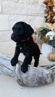 Light Pink, a female Golden Mountain Doodle for sale in Leander, TX – 10 of 10