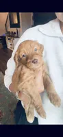 Hot Pink, a female Golden Mountain Doodle for sale in Leander, TX – 7 of 9