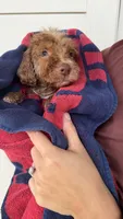 Green, a male Golden Mountain Doodle for sale in Leander, TX – 9 of 10
