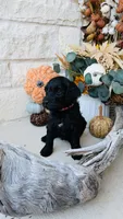 Light Pink, a female Golden Mountain Doodle for sale in Leander, TX – 5 of 10