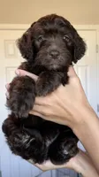 Red, a male Golden Mountain Doodle for sale in Leander, TX – 4 of 10