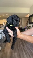 Yellow Green, a female Golden Mountain Doodle for sale in Leander, TX – 7 of 10
