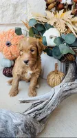 Blue, a male Golden Mountain Doodle for sale in Leander, TX – 5 of 7