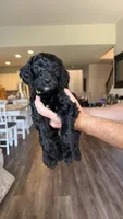 Yellow Green, a female Golden Mountain Doodle for sale in Leander, TX – 9 of 10