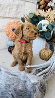 Hot Pink, a female Golden Mountain Doodle for sale in Leander, TX – 2 of 9