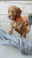 Orange, a male Golden Mountain Doodle for sale in Leander, TX – 2 of 9