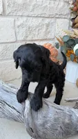 Light Pink, a female Golden Mountain Doodle for sale in Leander, TX – 4 of 10