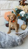 Orange, a male Golden Mountain Doodle for sale in Leander, TX – 5 of 9