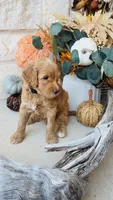 Gray, a male Golden Mountain Doodle for sale in Leander, TX – 6 of 6