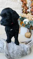 Light Pink, a female Golden Mountain Doodle for sale in Leander, TX – 9 of 10