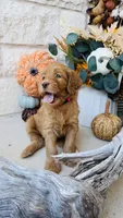 Hot Pink, a female Golden Mountain Doodle for sale in Leander, TX – 3 of 9