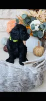 Yellow Green, a female Golden Mountain Doodle for sale in Leander, TX – 4 of 10