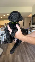 Yellow Green, a female Golden Mountain Doodle for sale in Leander, TX – 8 of 10