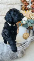 White, a male Golden Mountain Doodle for sale in Leander, TX – 2 of 9